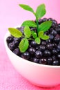 Wild Blueberries Royalty Free Stock Photo