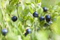 Wild blueberries Royalty Free Stock Photo