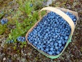 Wild blueberries Royalty Free Stock Photo