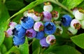 Wild Blueberries Royalty Free Stock Photo