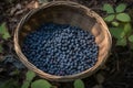 Wild blueberries basket. Generate Ai Royalty Free Stock Photo