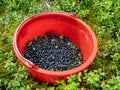 Wild blueberries, blueberry harvesting tool Royalty Free Stock Photo