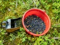 Wild blueberries, blueberry harvesting tool Royalty Free Stock Photo