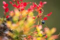 wild blueberries field closeup Royalty Free Stock Photo