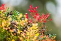 wild blueberries field closeup Royalty Free Stock Photo