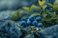 Wild blueberries growing among moss and rocks Royalty Free Stock Photo