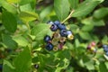 Wild Blueberries Royalty Free Stock Photo