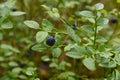 Wild blueberries Vaccinium myrtillus Royalty Free Stock Photo