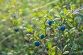 Wild blueberries , Vaccinium myrtillus growing in forest closeup Royalty Free Stock Photo