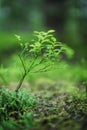 Wild Blueberries, Vaccinium myrtillus growing in a lush and summery boreal forest of Ukraine Royalty Free Stock Photo