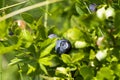 Wild blueberries in various stages of ripening Royalty Free Stock Photo