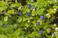 Wild blueberries in various stages of ripening Royalty Free Stock Photo