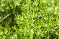 Wild blueberries in various stages of ripening Royalty Free Stock Photo