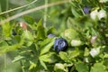 Wild blueberries in various stages of ripening Royalty Free Stock Photo