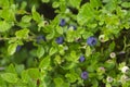 Wild blueberries in various stages of ripening Royalty Free Stock Photo