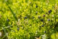 Wild blueberries in various stages of ripening Royalty Free Stock Photo