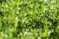 Wild blueberries in various stages of ripening Royalty Free Stock Photo