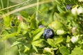 Wild blueberries in various stages of ripening Royalty Free Stock Photo