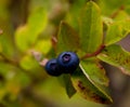 Wild Blueberry