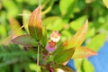 Wild Blueberry Bush, Close-up of Fruit