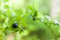 Wild blueberry bush in forest, gourmet antioxidant berry. Copy space for text Royalty Free Stock Photo
