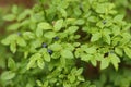 Wild blueberry bush, ripe berries