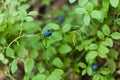 Wild blueberry picking in forest, autumn antioxidant food
