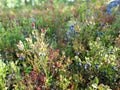 Wild blueberry in summer forest.