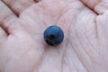 Wild blueberry, Vaccinium myrtillus, closeup on hand, allso called blue whortleberry,  bilberry or wimberry Royalty Free Stock Photo