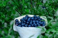 Wild Blueberry, Vaccinium myrtillus, in lush boreal forest Royalty Free Stock Photo