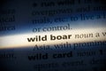 Wild boad Royalty Free Stock Photo