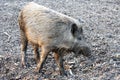 Wild boar Royalty Free Stock Photo