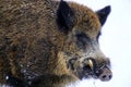 Wild boar