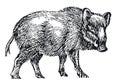 Wild boar Royalty Free Stock Photo