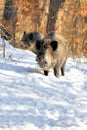 Wild boar Royalty Free Stock Photo