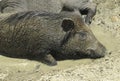 Wild boar Royalty Free Stock Photo