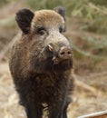 Wild boar Royalty Free Stock Photo