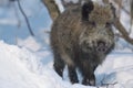 Wild boar