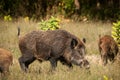 Wild boar