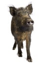 Wild boar Royalty Free Stock Photo