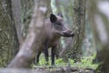 Wild Boar Royalty Free Stock Photo