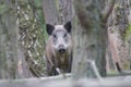 Wild Boar Royalty Free Stock Photo
