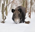Wild boar Royalty Free Stock Photo