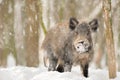 Wild boar Royalty Free Stock Photo