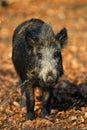 Wild boar Royalty Free Stock Photo