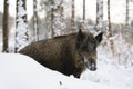 Wild-boar Royalty Free Stock Photo