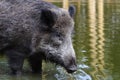 Wild boar Royalty Free Stock Photo