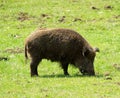 Wild boar