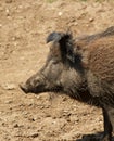 Wild boar