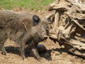 Wild boar